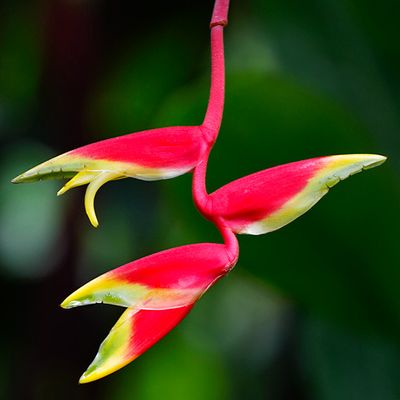 Heliconia rostrata 'Lobster Claw' 