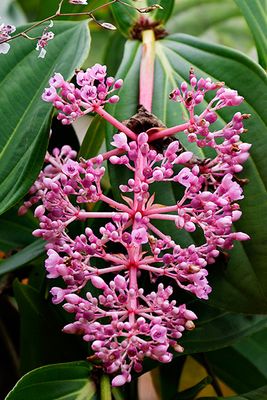 Medinilla Cumingii (Rose Grape)