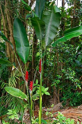 Hawai'i Tropical Botanical Garden