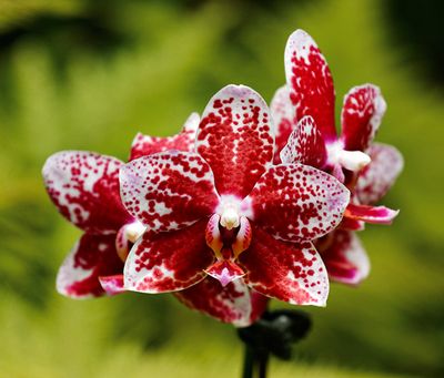 Red & White Orchids