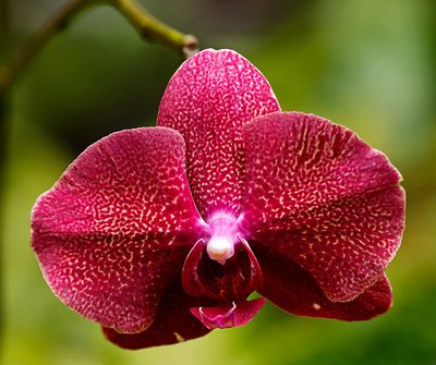 Red Speckled Orchid