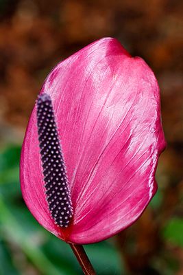 Anthurium