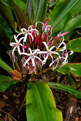 Spider Lily