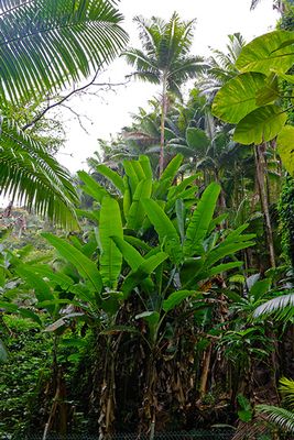 Hawai'i Tropical Botanical Garden