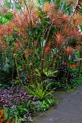 Hawai'i Tropical Botanical Garden