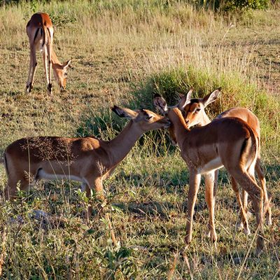 Impala