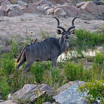 Kudu