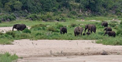 Elephant family