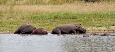 Rhino and hippo co-habiting at Nyamundwa Dam