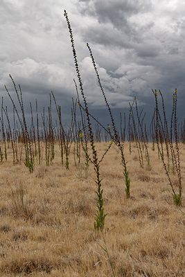 Field of Wavyleaf Mullein