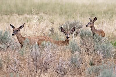 Mule deer