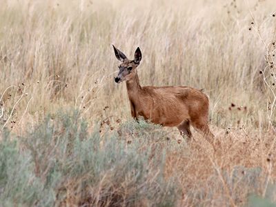 Mule deer