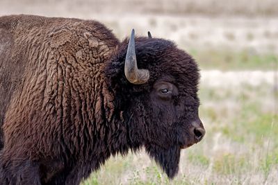 Bison