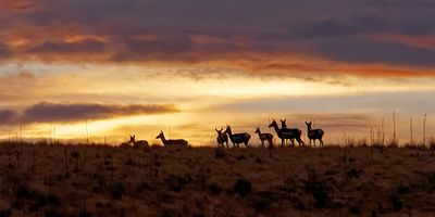 Pronghorn in silhouette