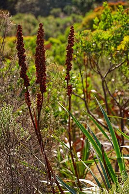 Wild flowers on Chapman's Peak Drive