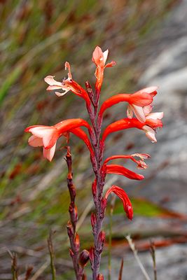 Watsonia (Bugle Lily)