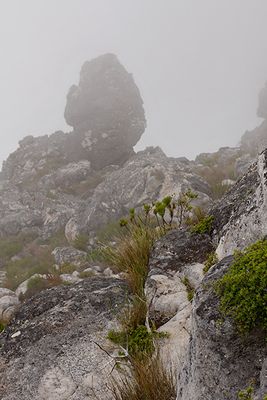 On Table Mountain