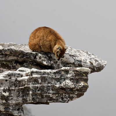 Dassie (Rock Hyrax) on Table Mountain