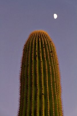 g13/52/833952/3/158176507.24fa200e.JPEG