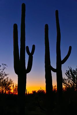 Saguaro National Park, Arizona