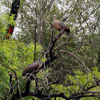 Hadeda Ibis