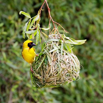 Spotted-backed weaver
