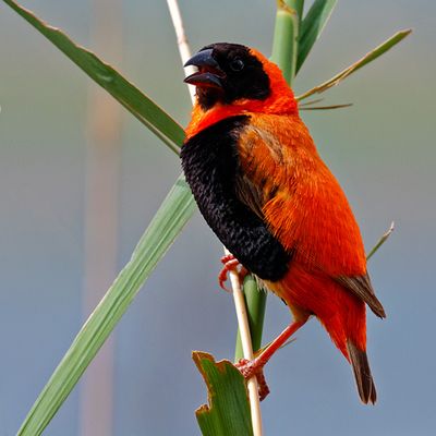 Red bishop