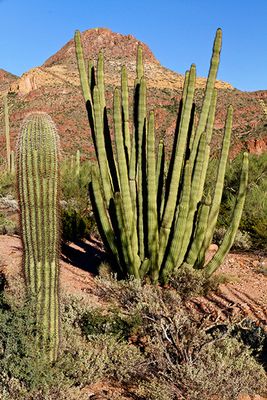 Saguaro and Organ Pipe Cacti