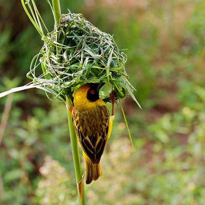 Spotted-backed weaver