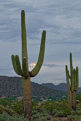 Saguaro sunset