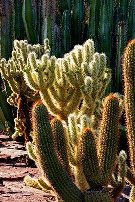 Desert Botanical Garden