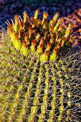 Desert Botanical Garden