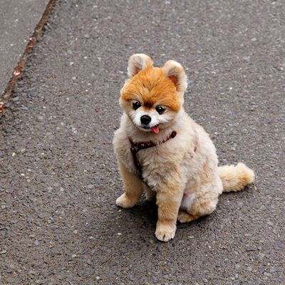 A Shiba Inu