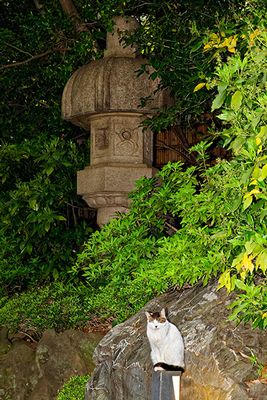 Japanese Garden