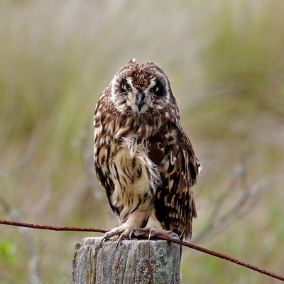 Short-Eared Owl, on Saddle Road