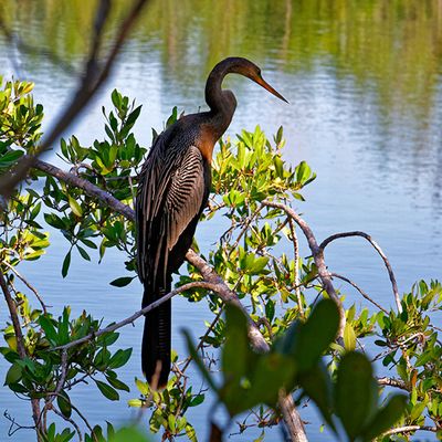Anhinga
