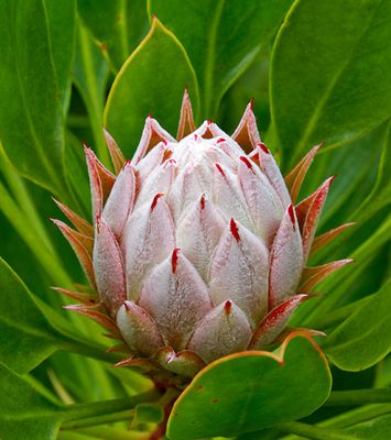 Protea