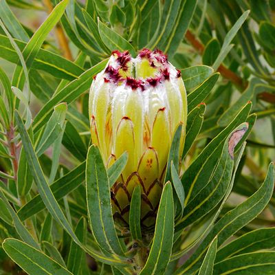 Protea