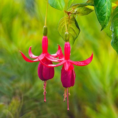 Fuchsia