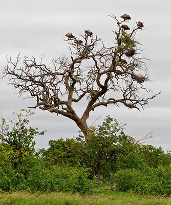 A tree full of Vultures