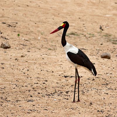 Saddle-billed Stork