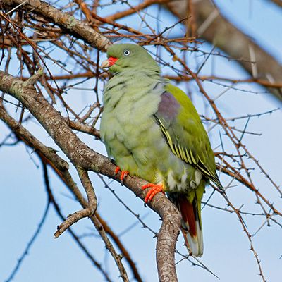 Green Pigeon