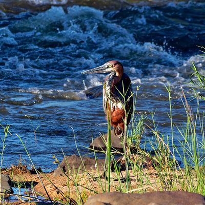 Goliath Heron