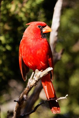 Northern Cardinal