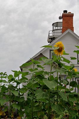 Sunflower, flanked by the Old Mission Lighthouse