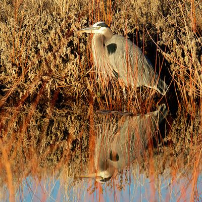 Great Blue Heron