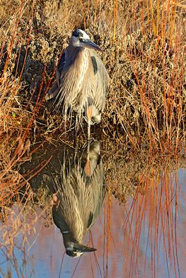 Great Blue Heron