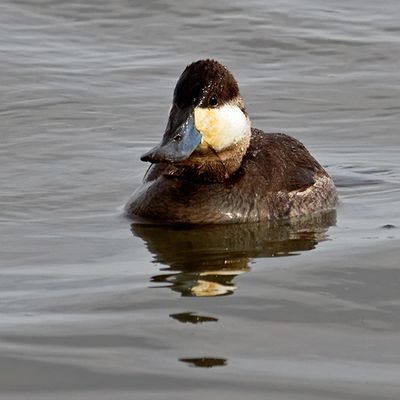 Ruddy Duck