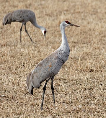 Sandhill Cranes