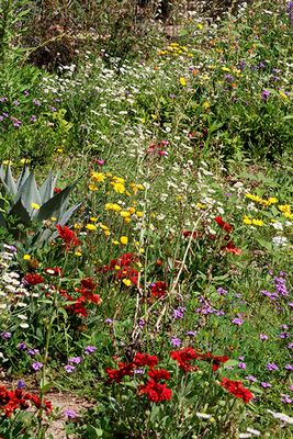 Desert Wildflowers